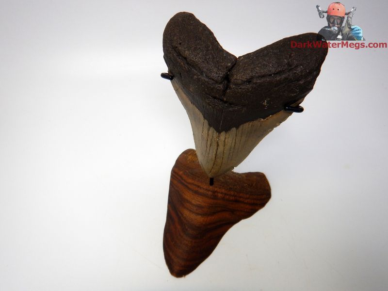 4.97"  beautiful megalodon with stand