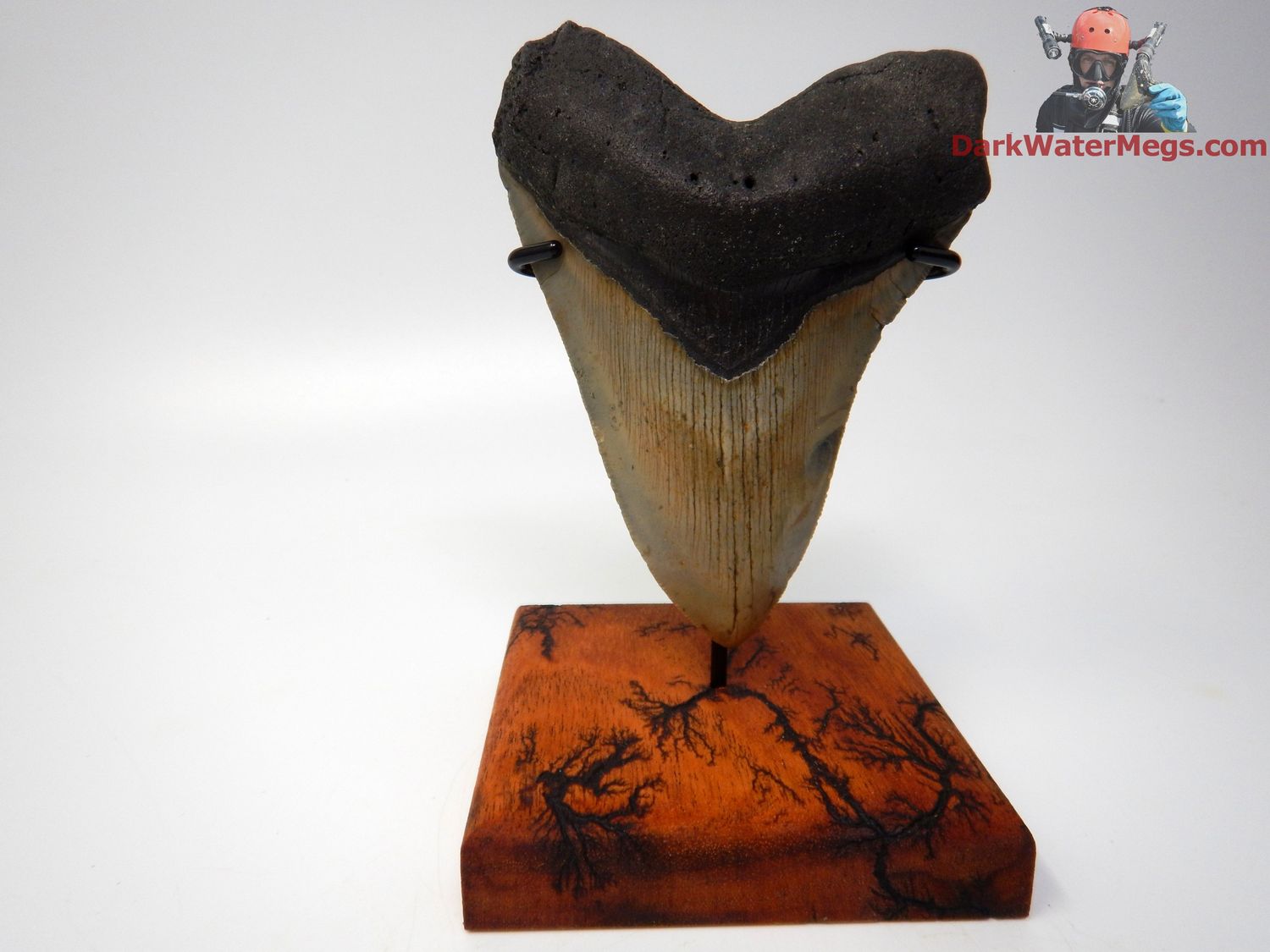 4.60&quot;  stunning megalodon with stand