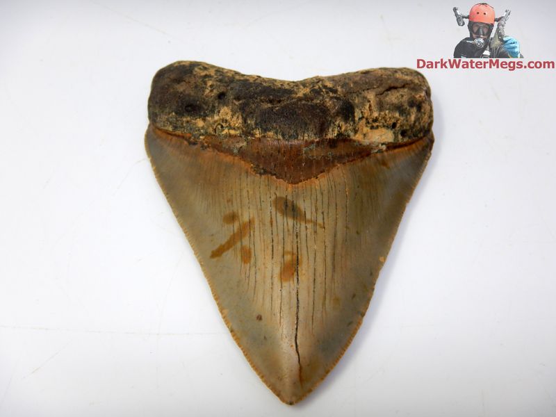 4.03"  orange and pink megalodon