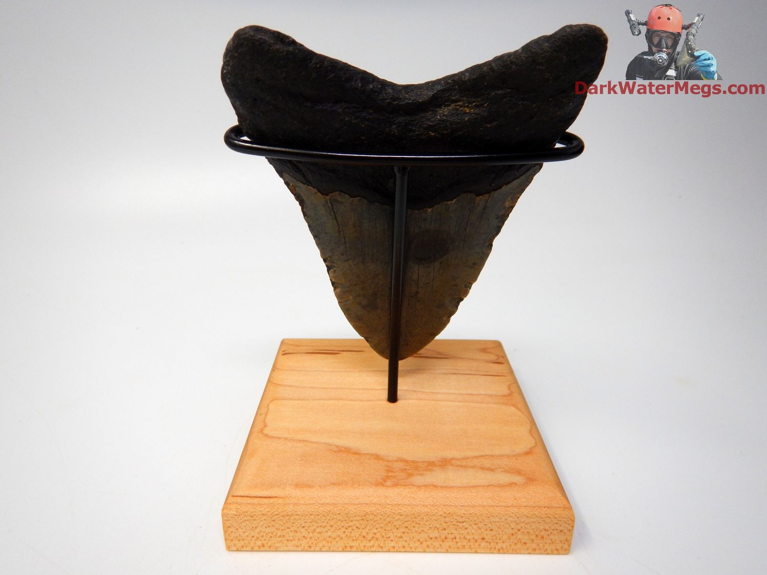 4.28&quot; dark megalodon with stand