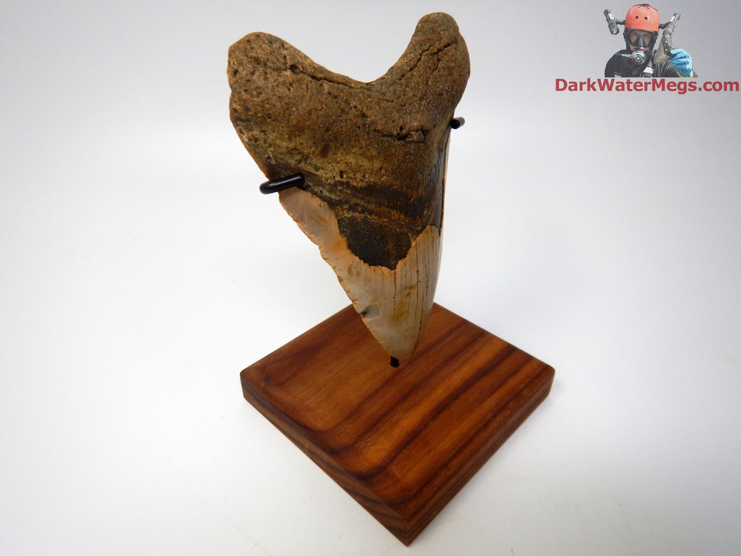 4.76&quot; large megalodon with stand
