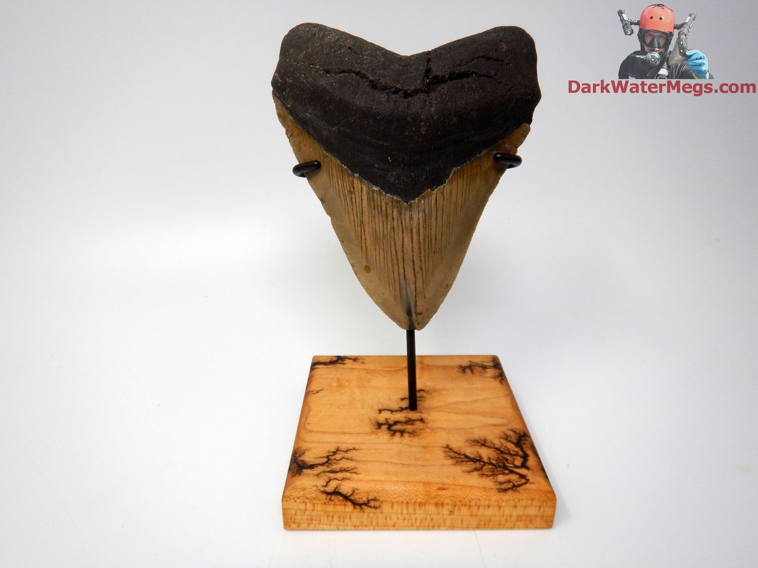 4.64&quot;  wide bladed megalodon with stand