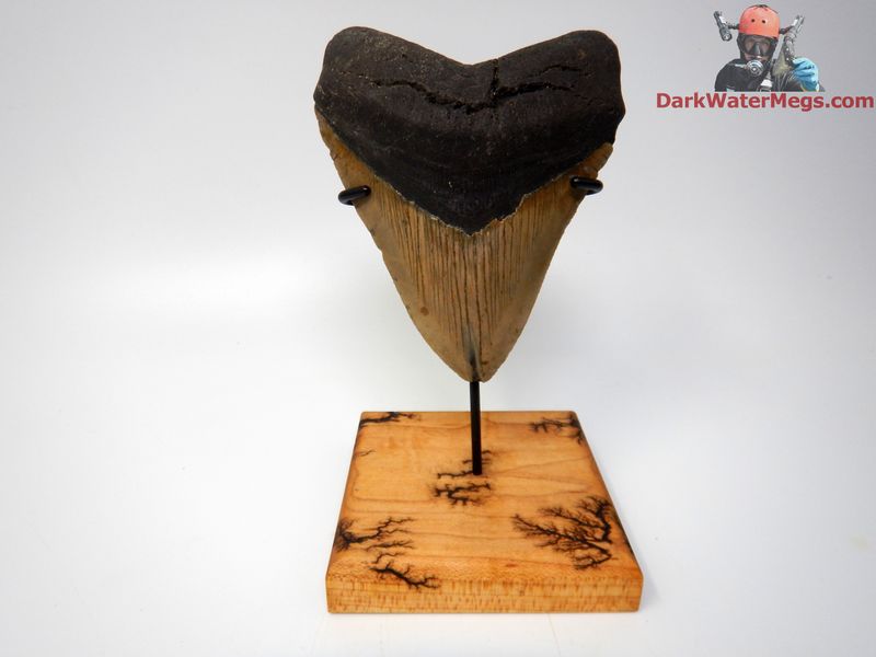 4.64&quot;  wide bladed megalodon with stand