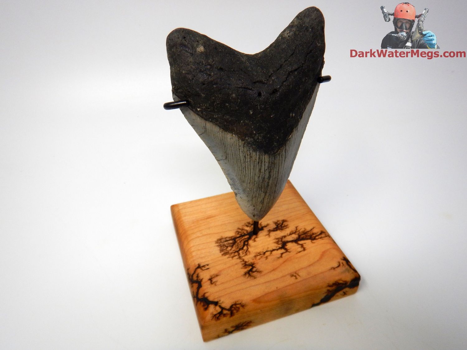 4.30&quot; quality megalodon with stand