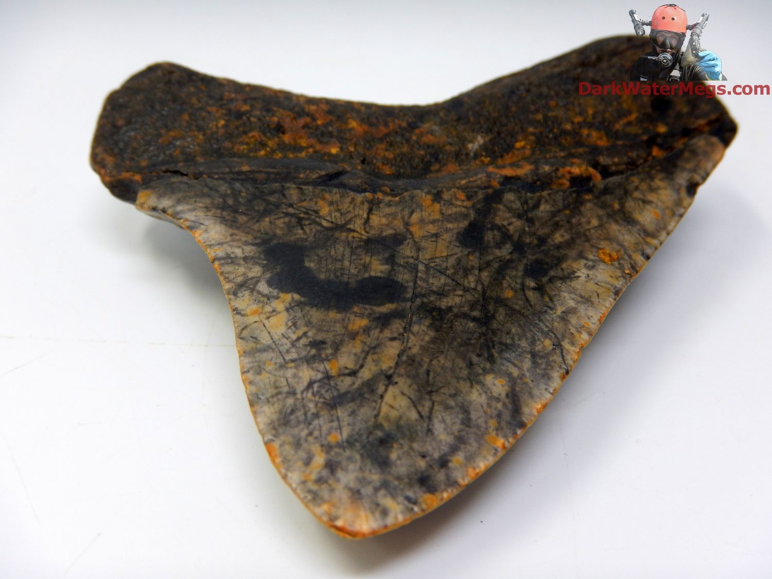 4.03&quot;  wildly patterned megalodon