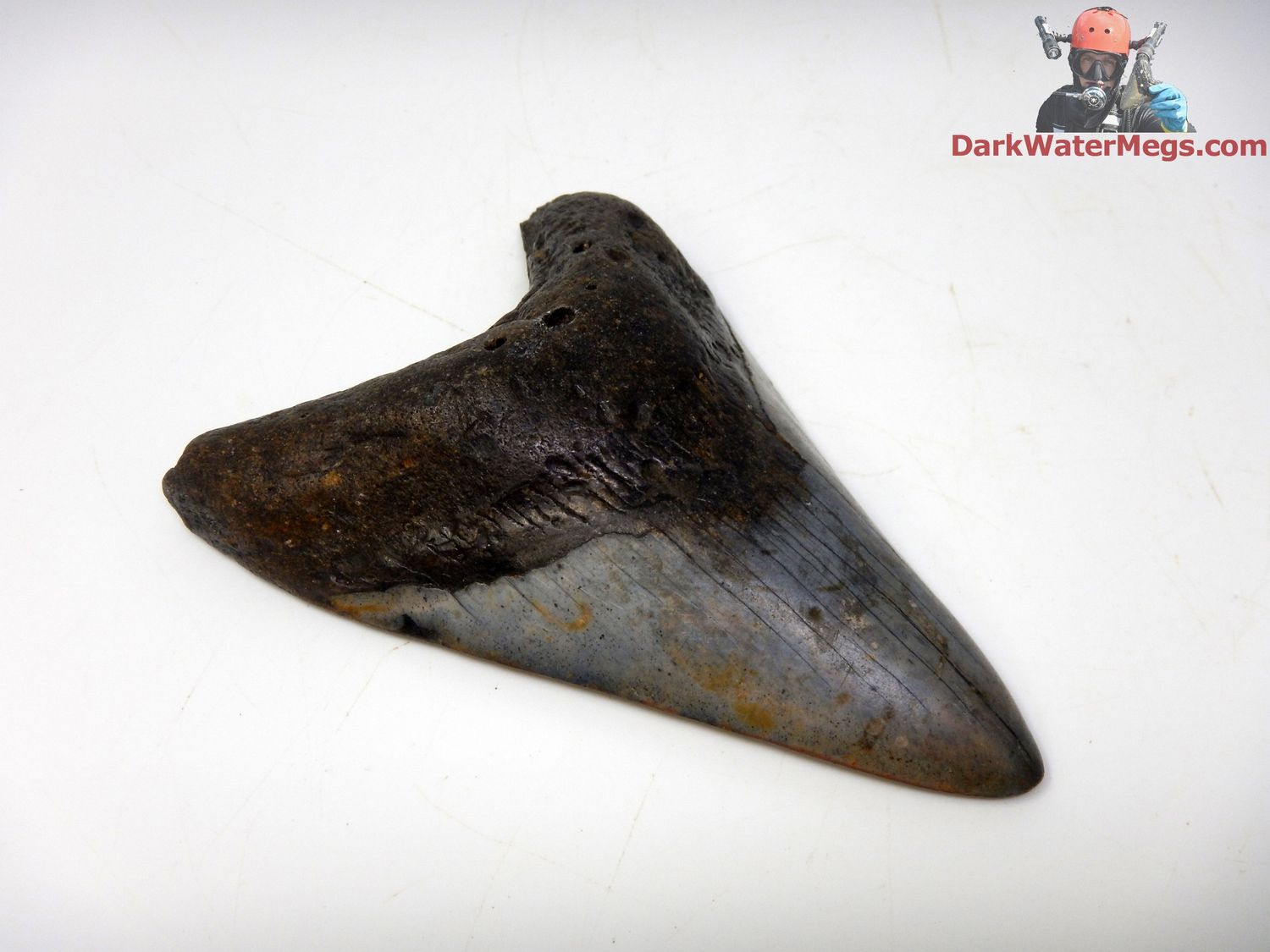 4.24&quot; dark megalodon