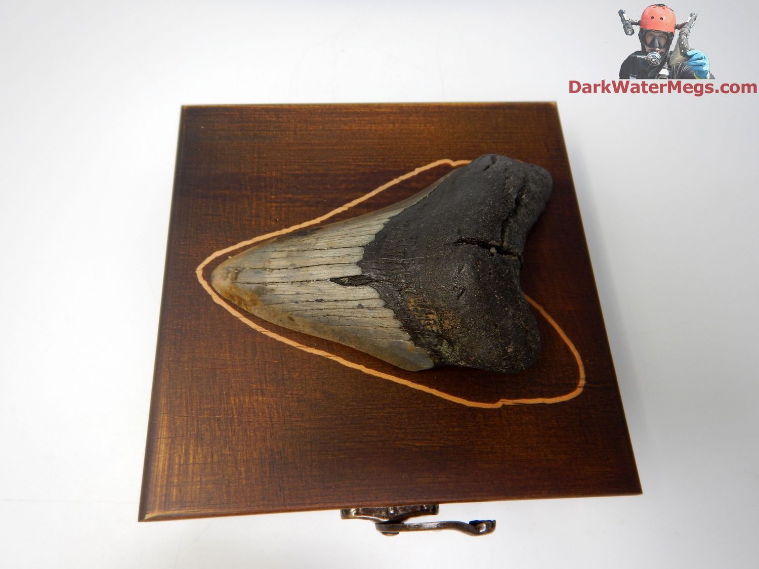 4.30&quot; megalodon with box