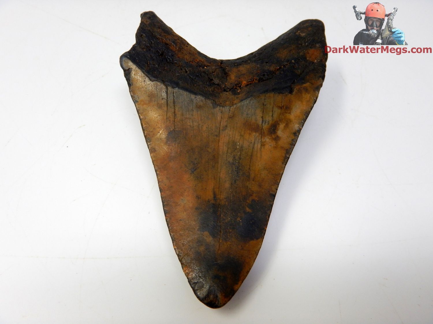 4.14&quot; orange and black megalodon