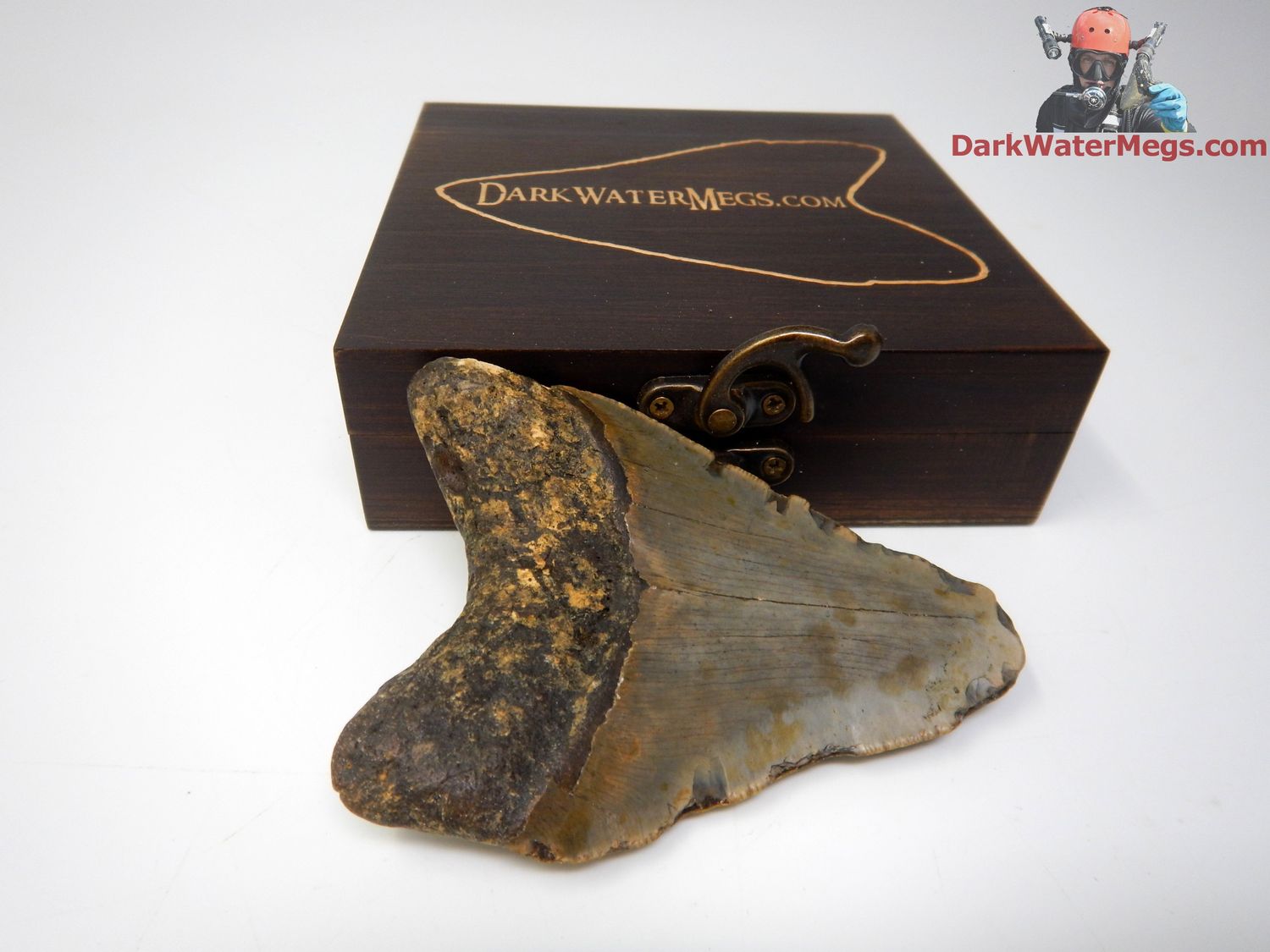 4.10&quot; megalodon with box