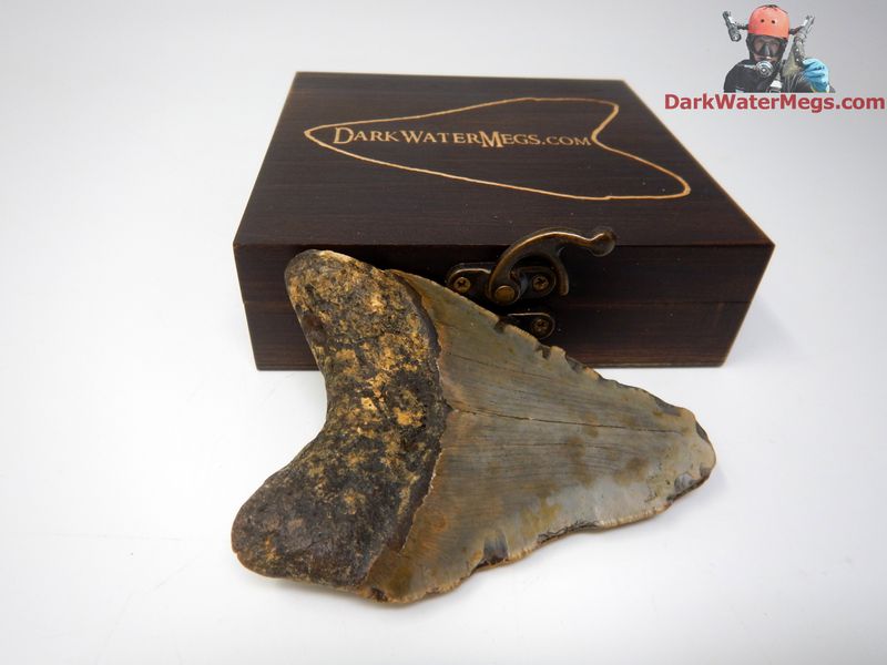 4.10" megalodon with box