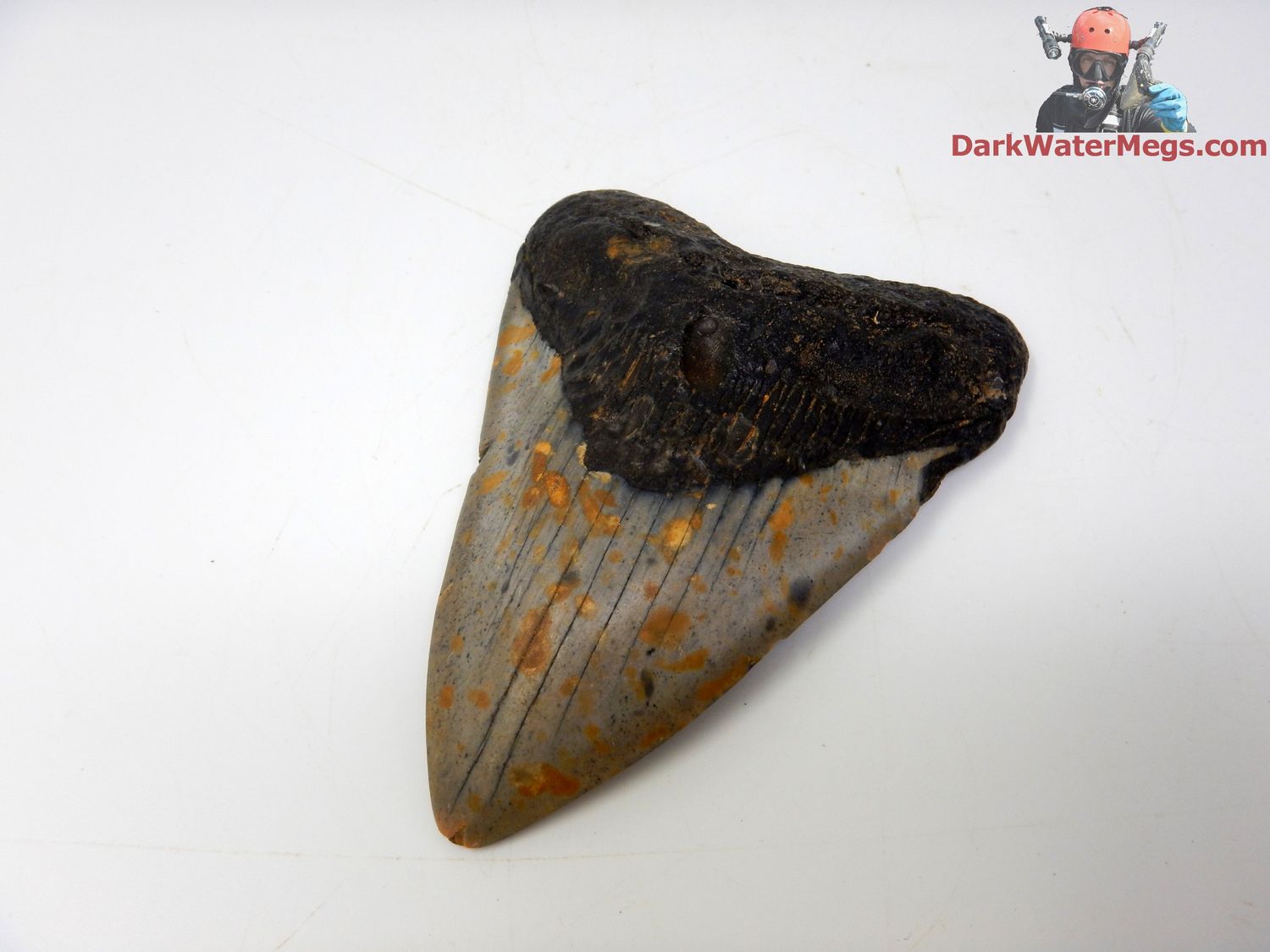 4.21&quot; contrasting megalodon