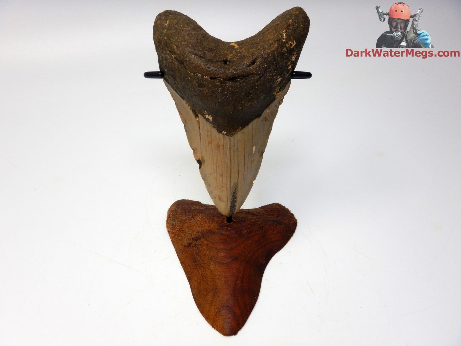 4.33&quot; large megalodon with stand