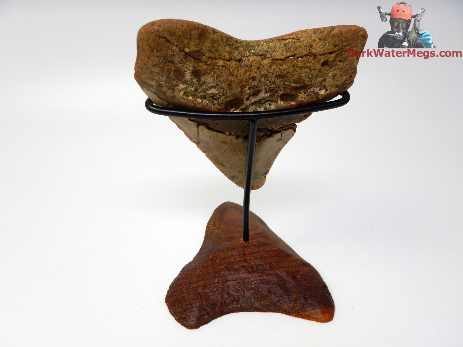 4.08&quot;  megalodon with stand