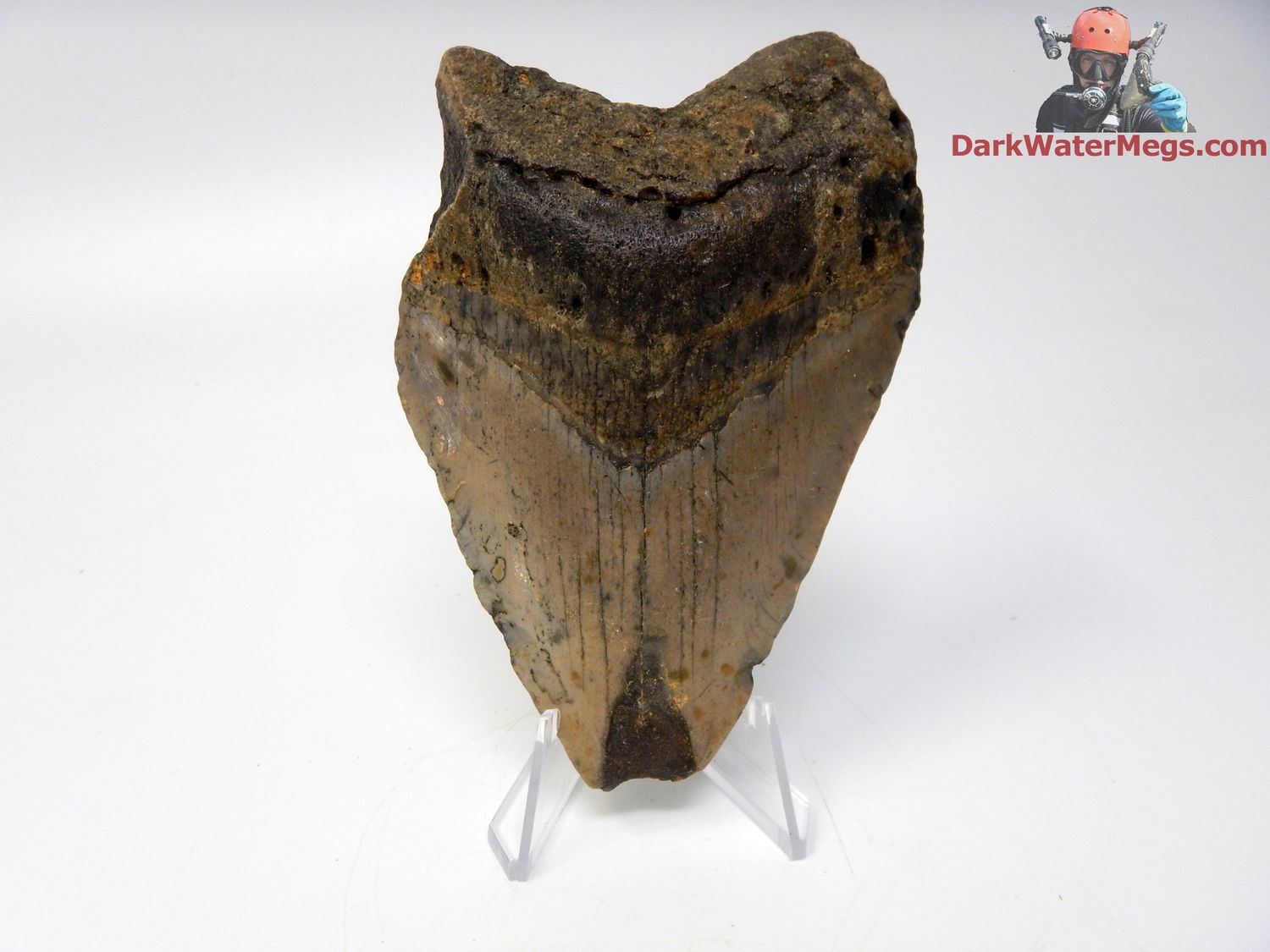 4.21&quot; megalodon with stand