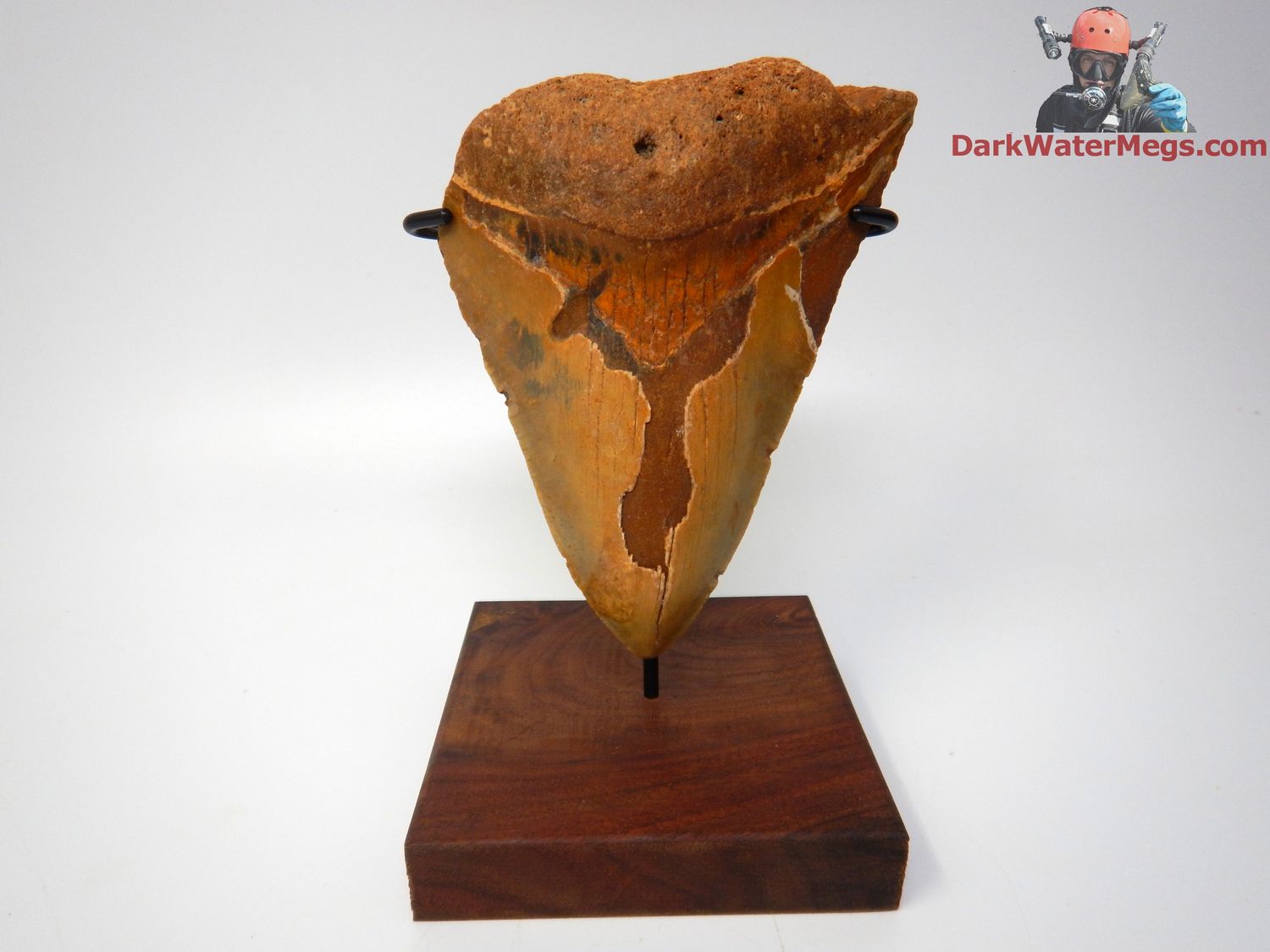 4.95&quot; orange megalodon with stand