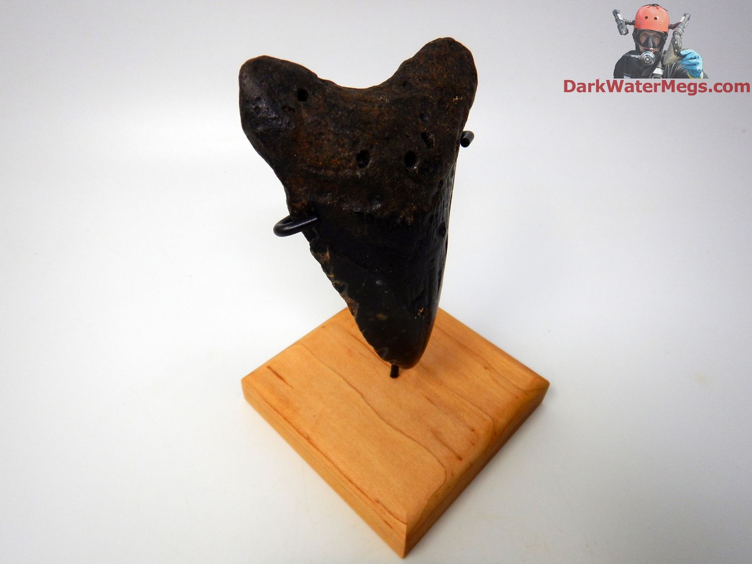 4.74&quot; super dark megalodon with stand