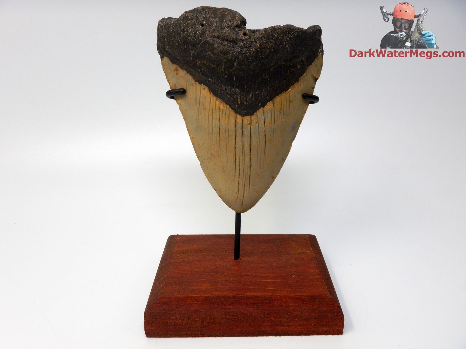 4.56&quot; wide bladed megalodon with stand