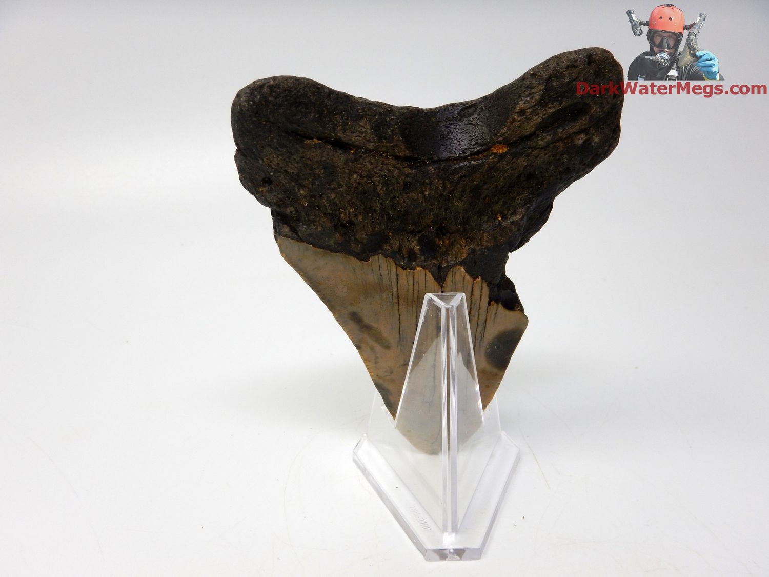 4.47&quot; megalodon with stand