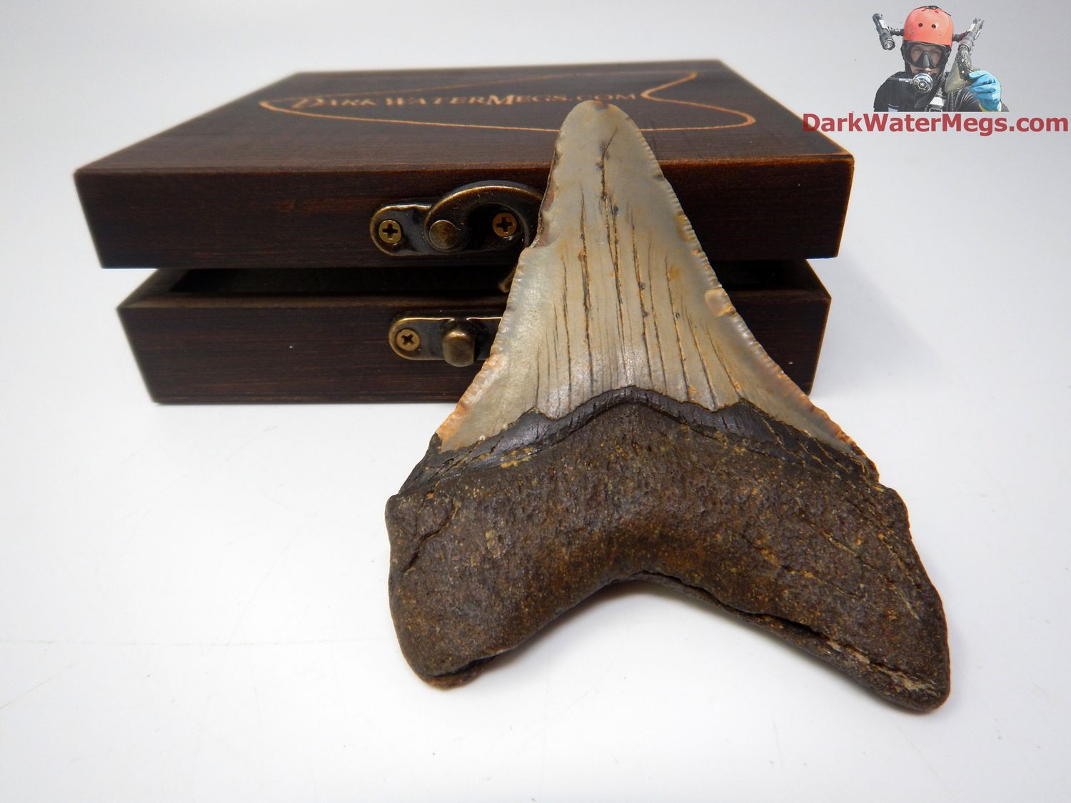 3.82&quot;  megalodon with box