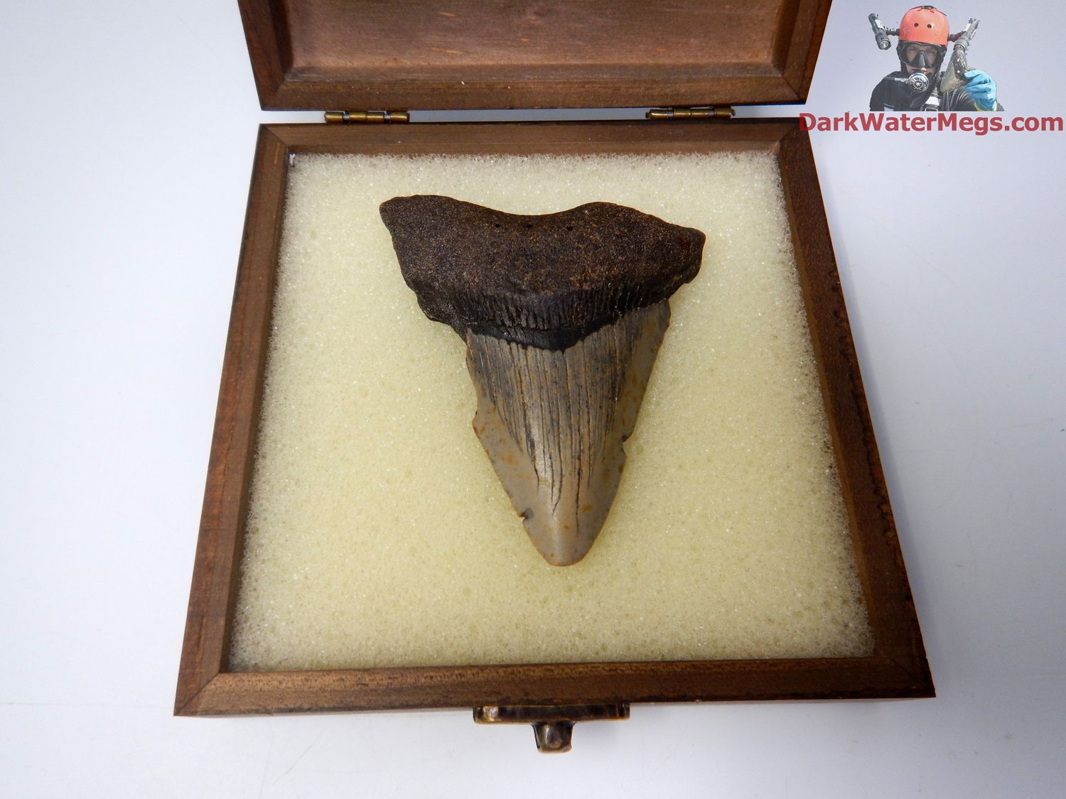 3.49&quot;  megalodon with box