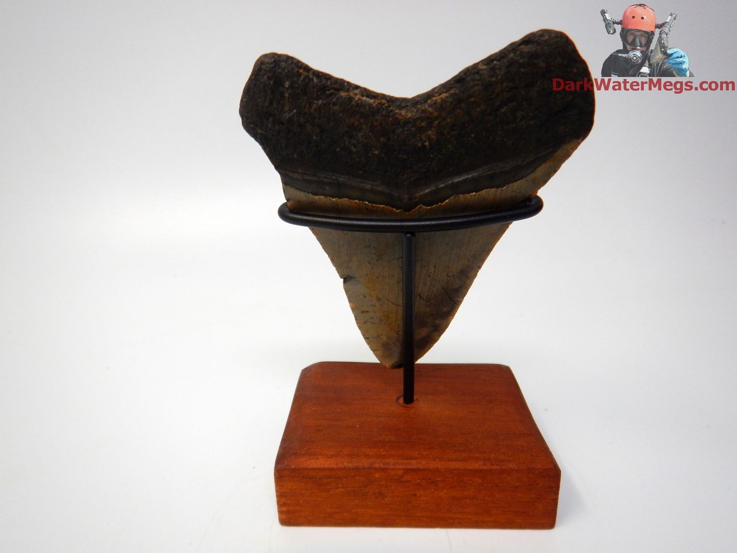 3.96&quot;  megalodon with stand