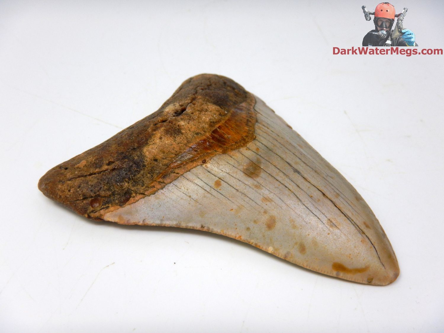 3.77&quot; orange and tan megalodon