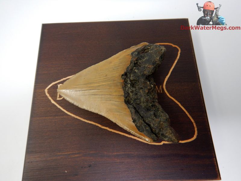 3.45" beautiful orange megalodon with box