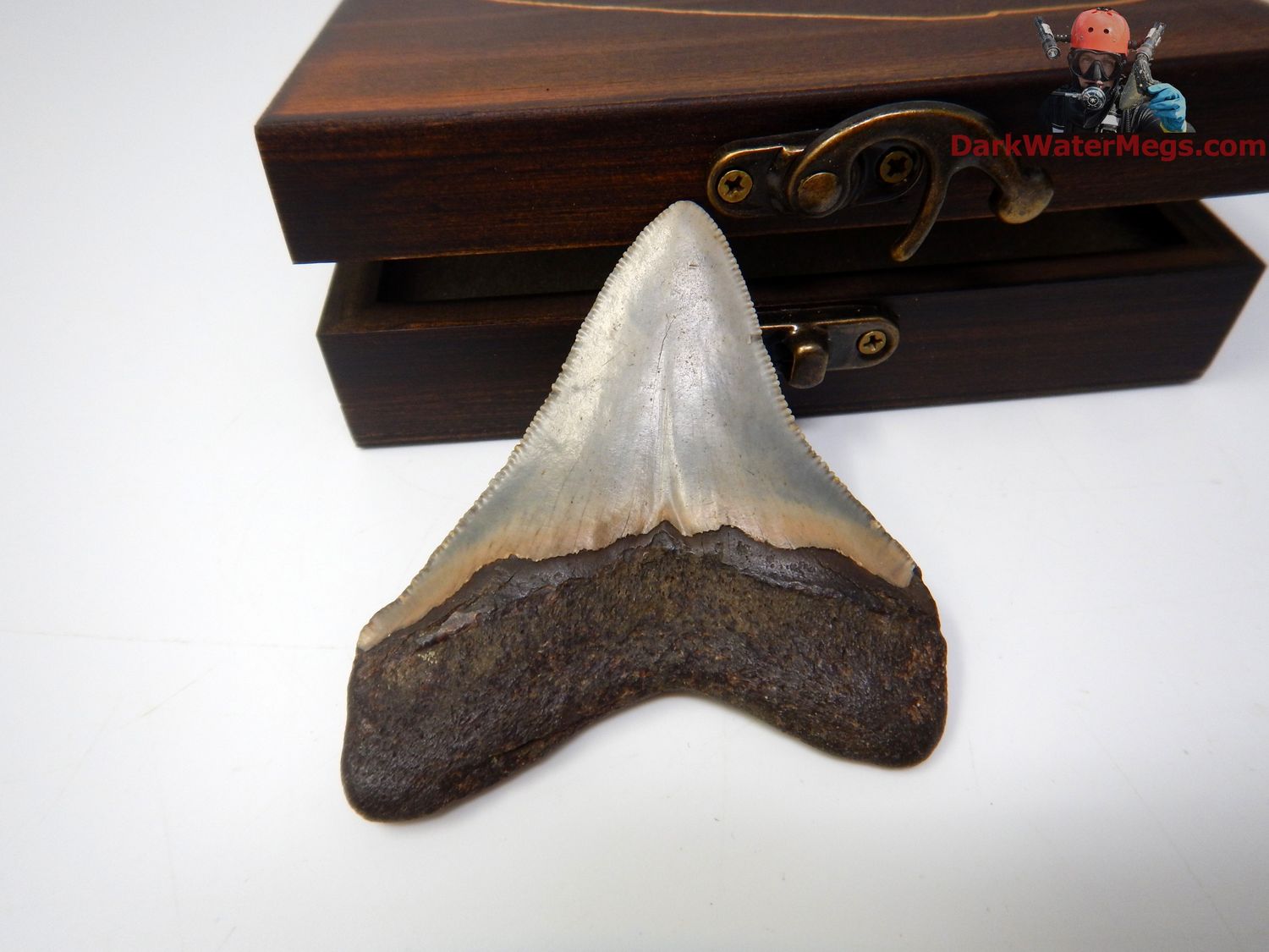 3.12&quot; gorgeous megalodon with box