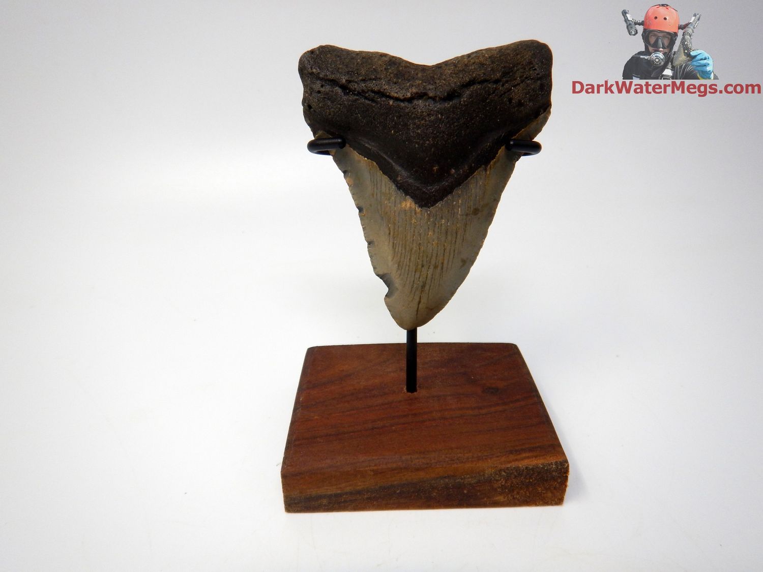3.46&quot;  megalodon with stand