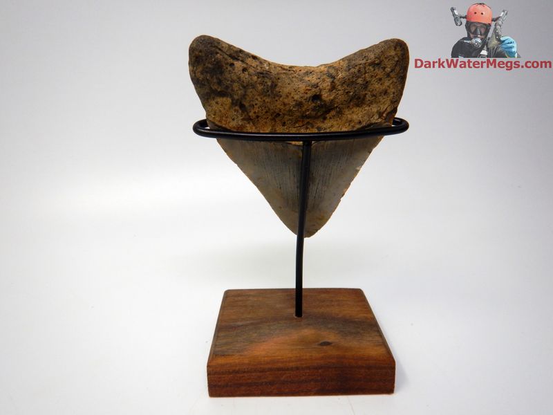 3.88"  nice megalodon with stand