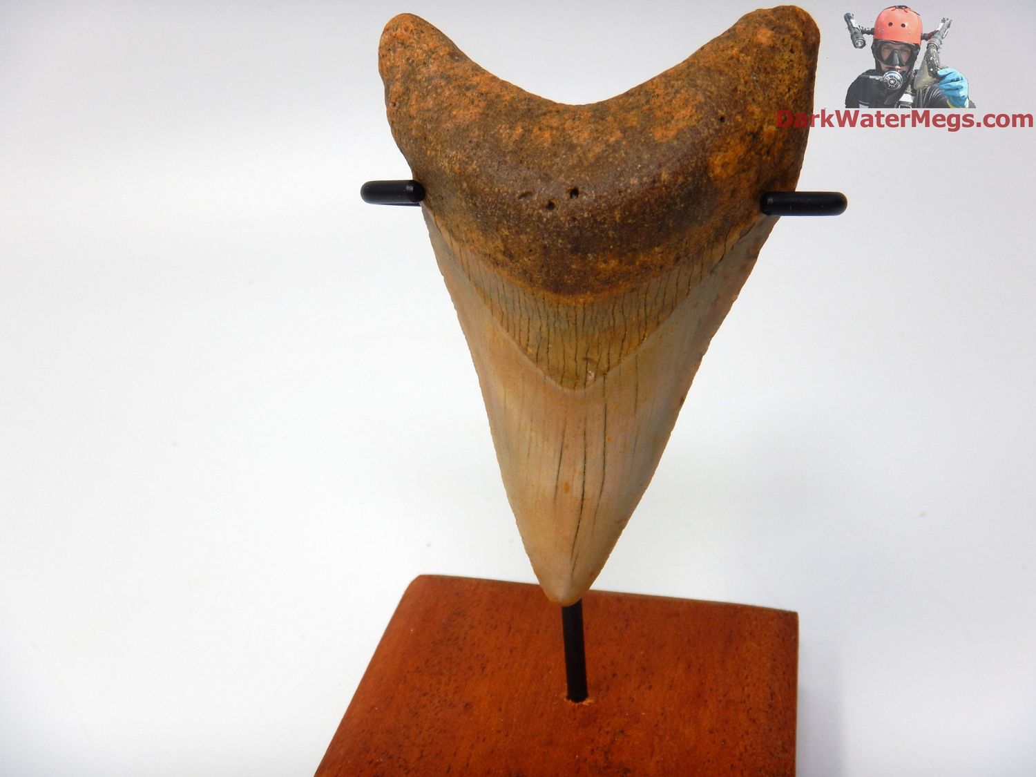 3.59&quot;  orange megalodon with stand