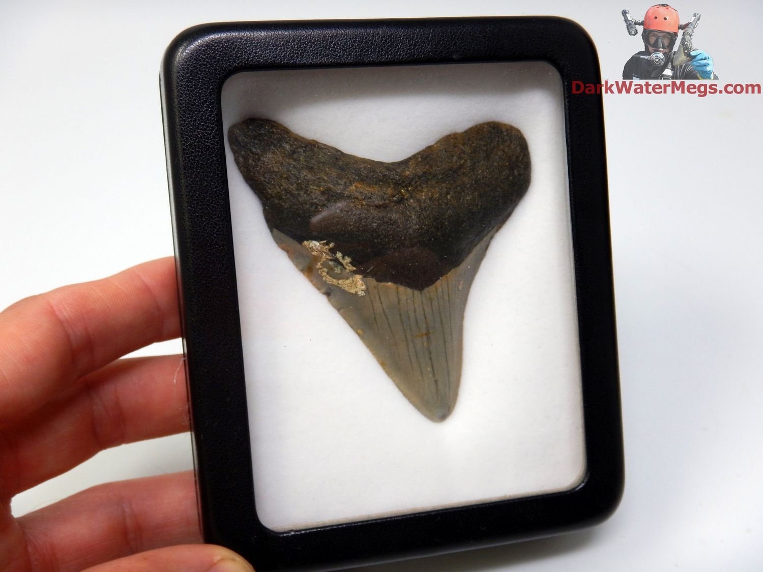 3.07&quot;  megalodon with case