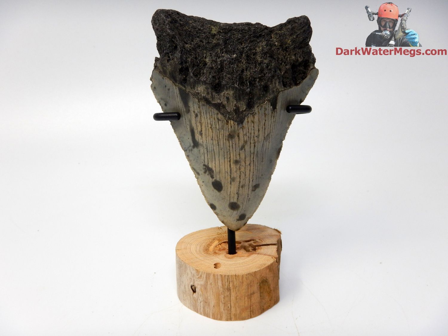 3.71&quot;  megalodon with stand