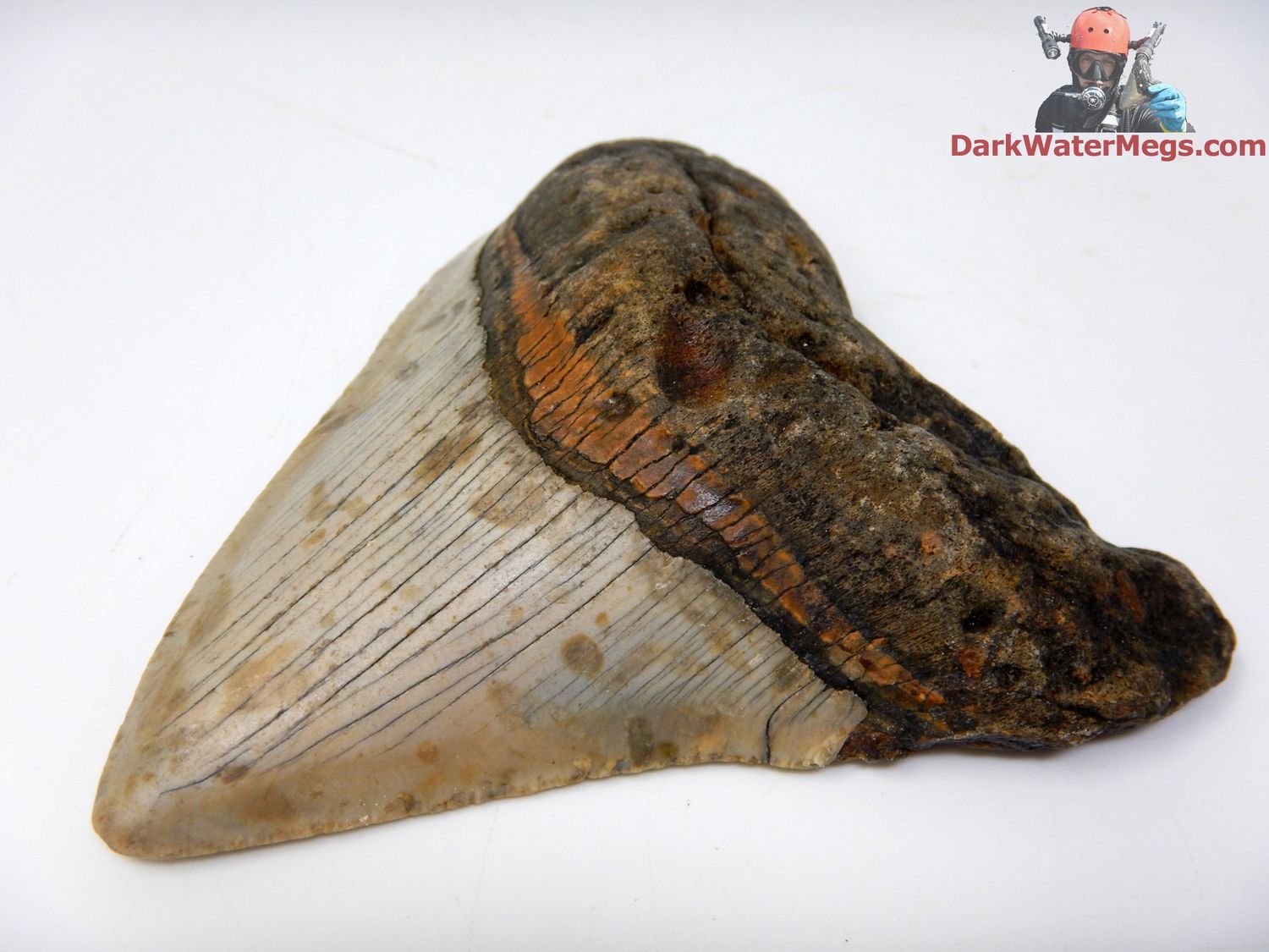 3.86&quot; orange banded megalodon