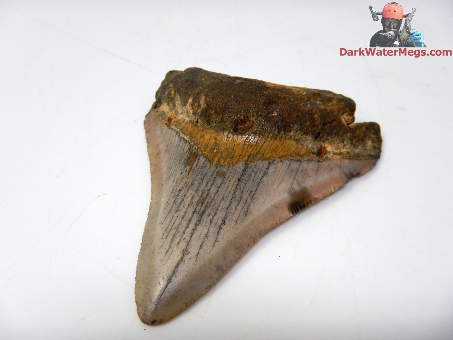 3.00&quot;  pink and orange megalodon