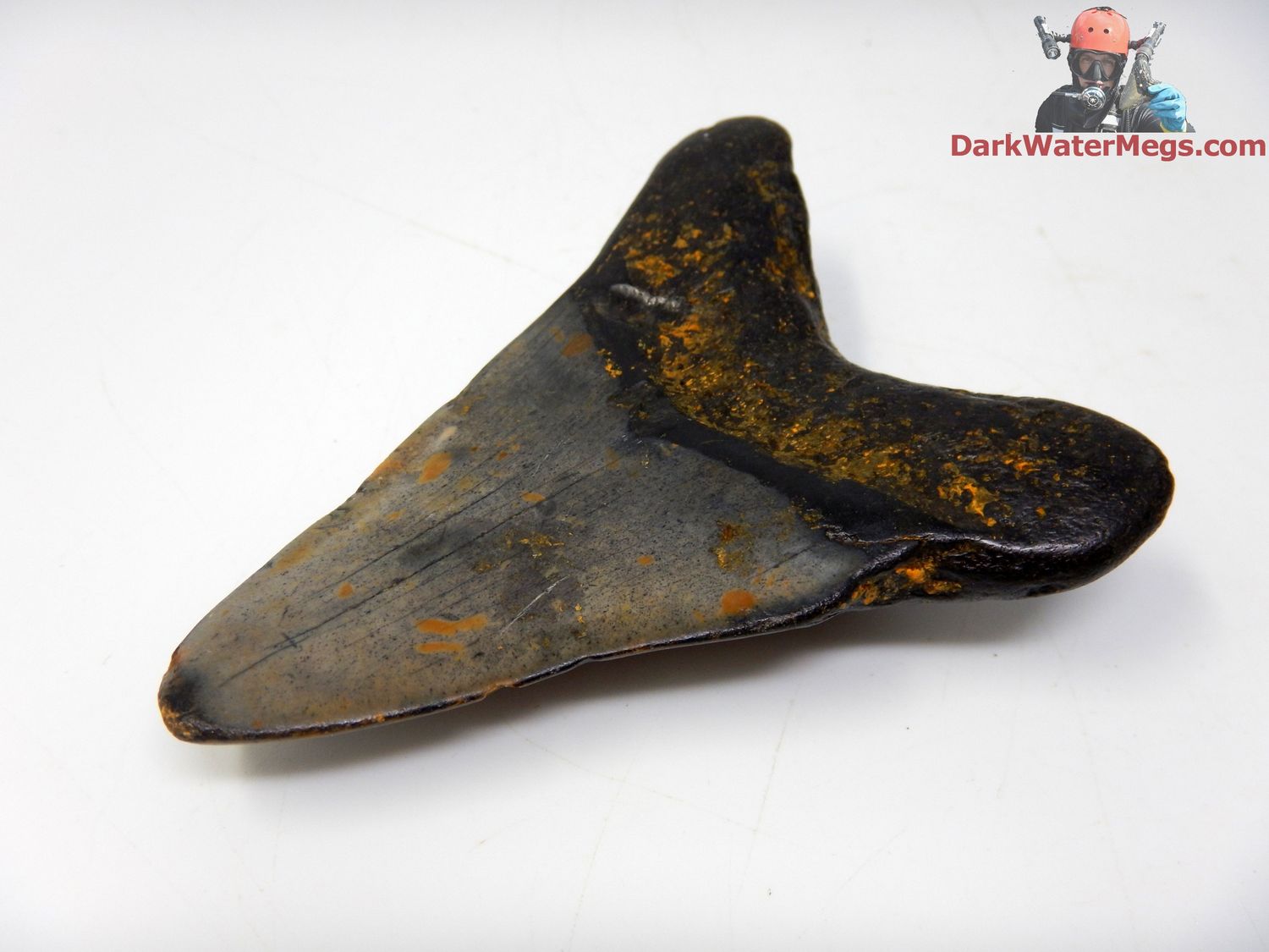 3.67&quot;  fossil megalodon