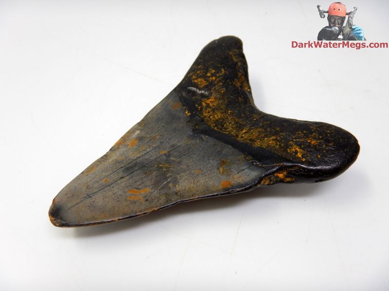 3.67&quot;  fossil megalodon