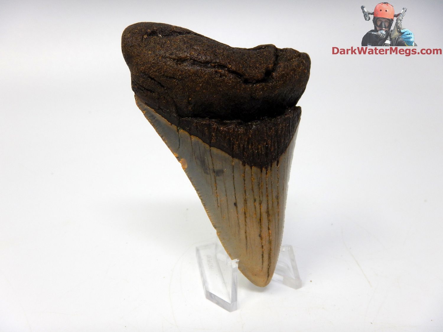 3.54&quot;  fossil megalodon with clear stand