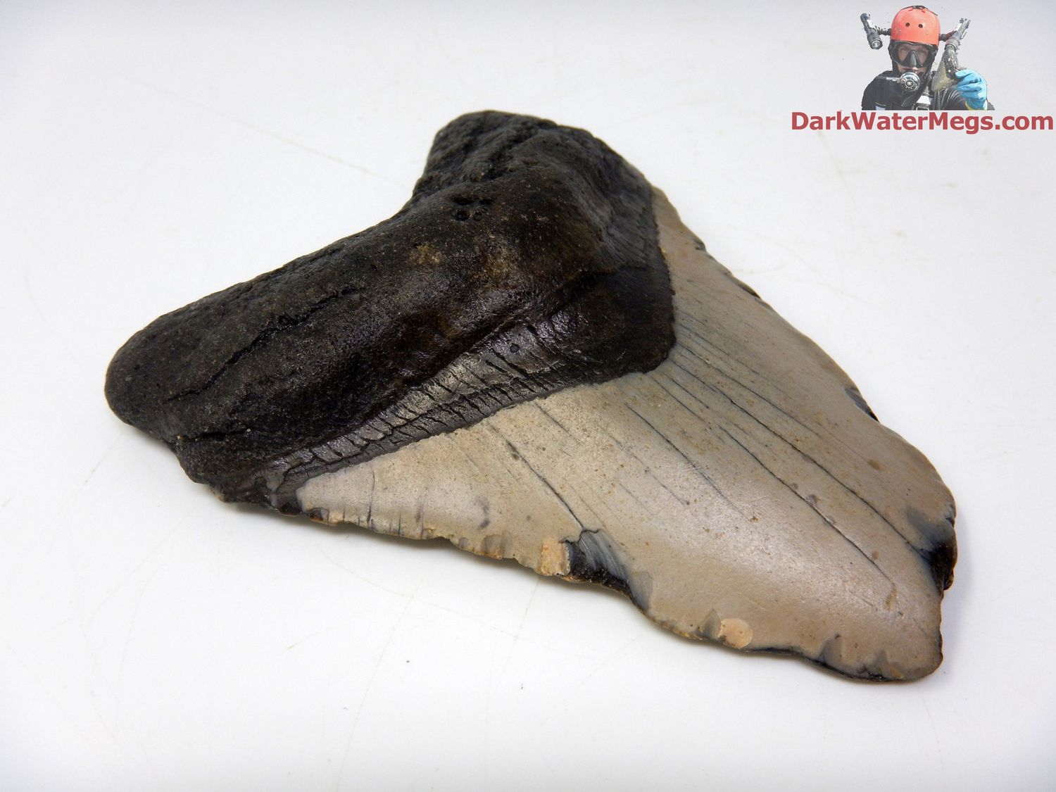 3.79&quot;  fossil megalodon