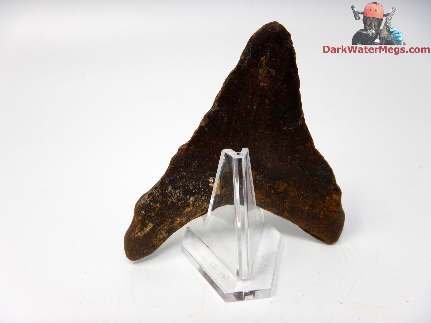 3.25&quot; super wide fossil megalodon with clear stand