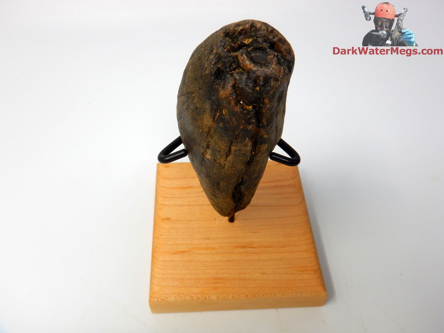 4.28&quot; beautiful whale tooth fossil on stand