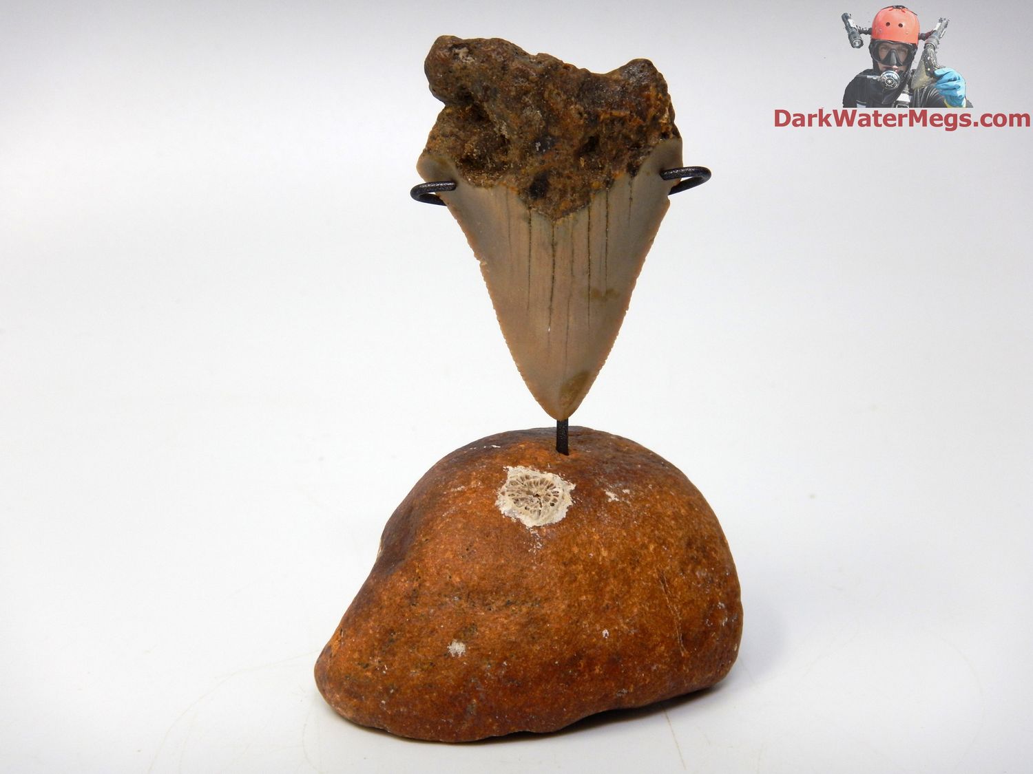 2.08&quot;  fossil megalodon with fossil whale ear stand