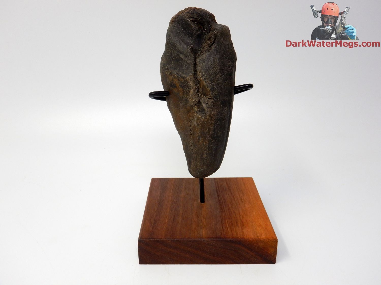 4.34&quot; dark whale tooth fossil on stand