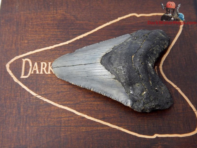 2.86&quot;  fossil megalodon with box