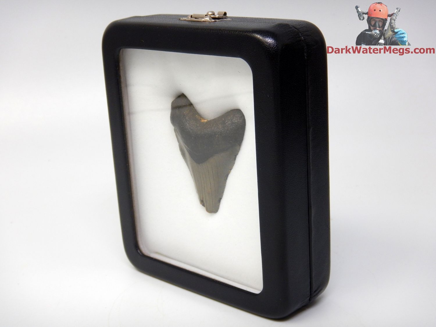 1.98&quot;  fossil megalodon in display box