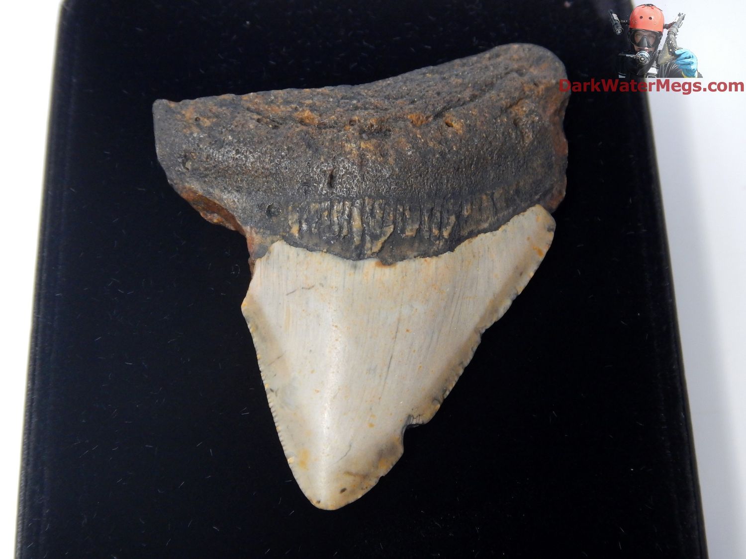 2.95&quot;  fossil megalodon in display box