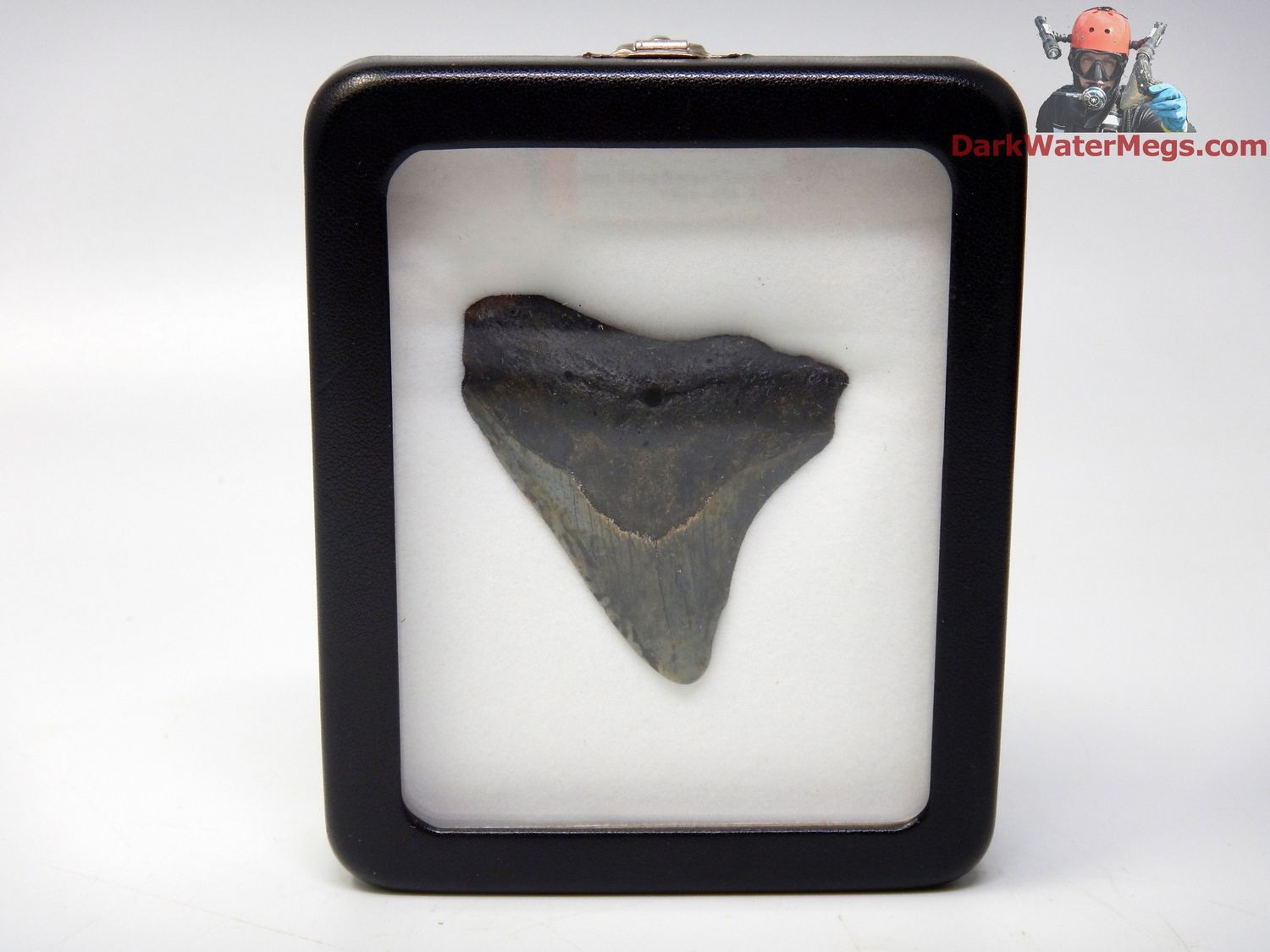 2.32&quot;  fossil megalodon in display box