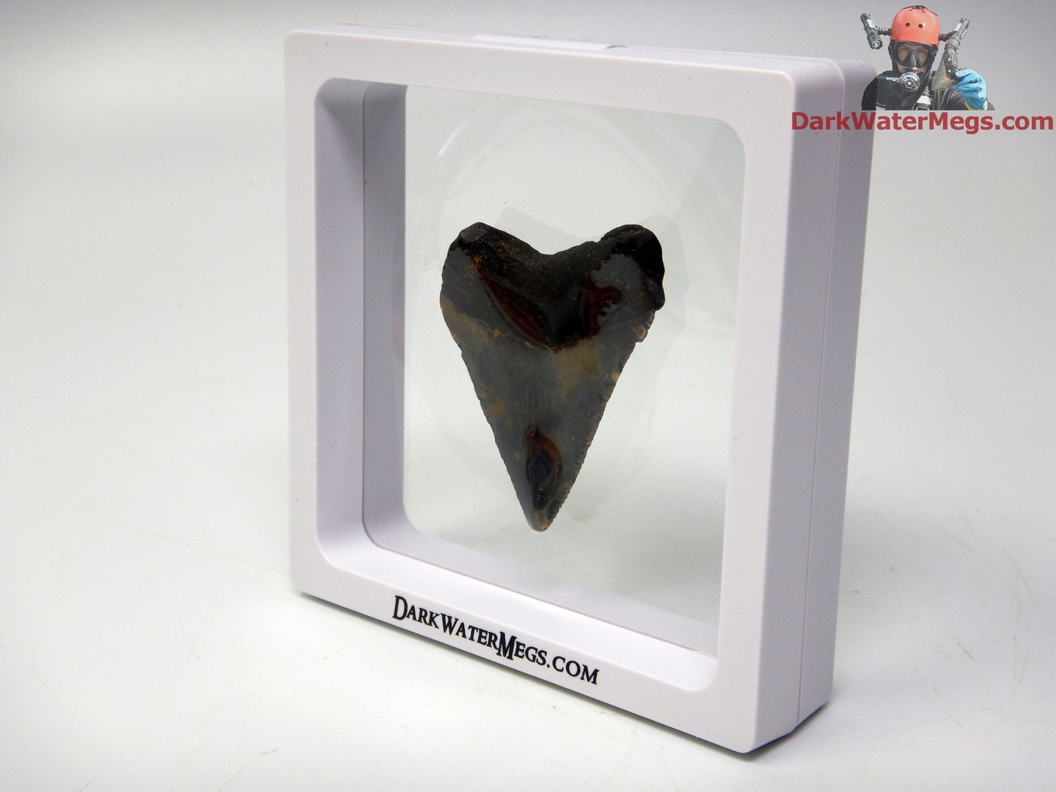 1.93&quot;  fossil megalodon in floating frame