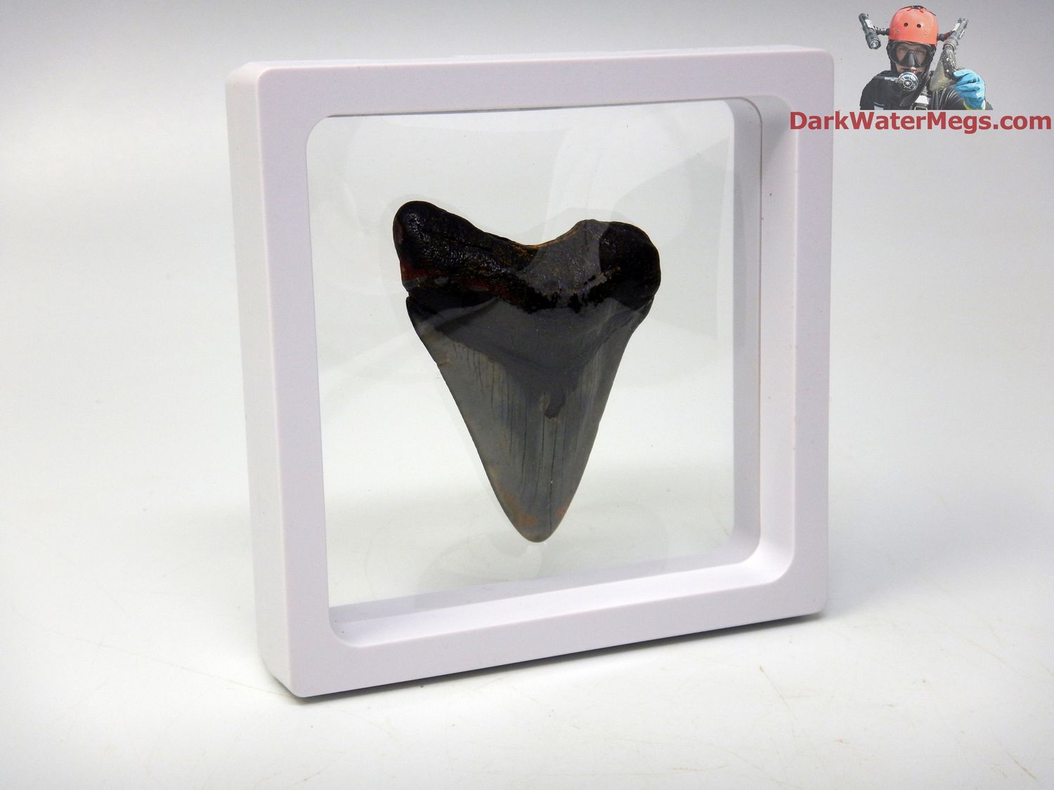 2.30&quot;  fossil megalodon in floating frame