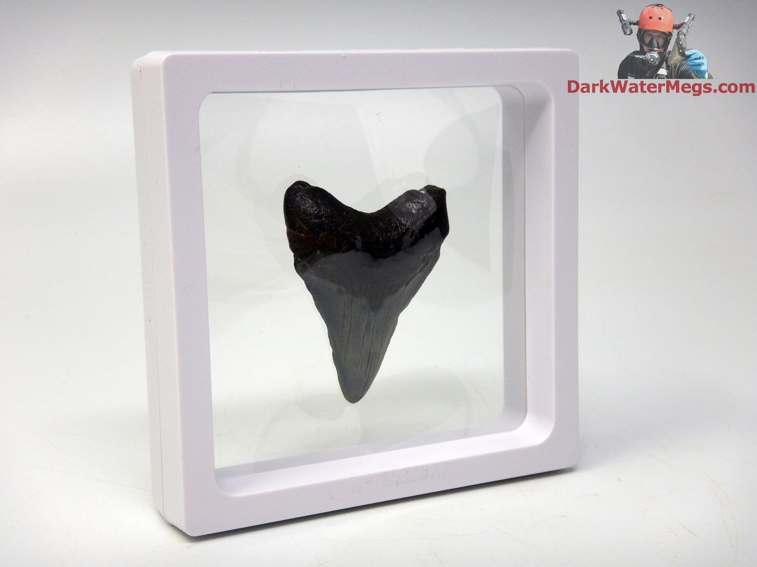 1.91&quot;  fossil megalodon in floating frame